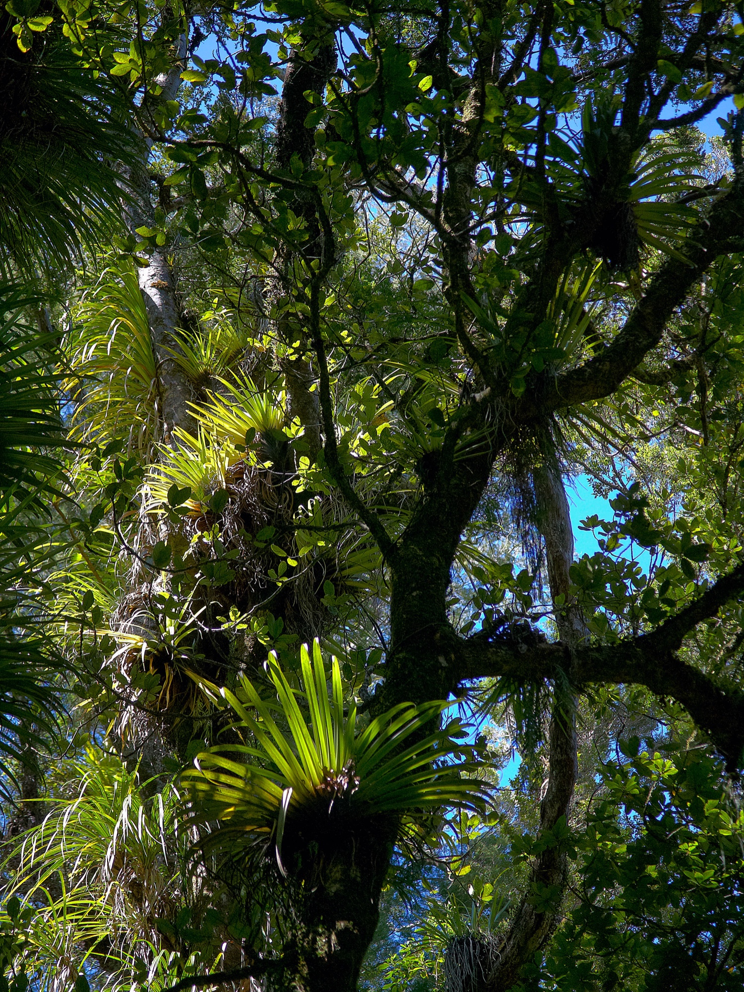 Epiphyten im Neuseeländischen Regenwald